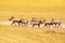 School of Phacochoerus warthogs running in savanna