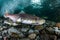 School of Pink salmon in Rausu,Hokkaido