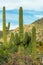 School of saguaro cactuses in the hills and cliffs of tuscon arizona in late afternoon shade with mountain background