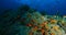 School of sea goldie fish swim inside the coral garden in a dram