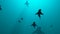 School of sharks swimming in blue water. Low population .  3d rendering