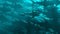 School of sharks swimming in blue water.Side view . High dense  population .  3d rendering