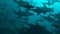 School of sharks swimming in blue water.Side view  . Medium  population .  3d rendering