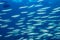 School of silver Bigeye barracuda Sphyraena fosteri swimming in the blue ocean