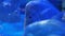 School of silver metynnis swimming in huge aquarium. Blue light