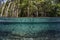 School of Silversides in Blue Water Mangrove Forest