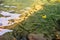 A school of small fish feeds on insects from the surface of the pond