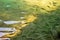 A school of small fish feeds on insects from the surface of the pond