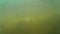 School of small freshwater fish under water