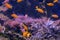 School of small goldfish. Coral reef on background