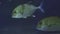 School Of Snub Nosed Dart, Oyster Cracker, Snubnosed Pompano. Close up of a fish swimming. Tour of the fish tank. Pisces