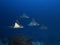 School of spotted eagle rays gliding over coral reef on east coast of Bonaire, Dutch Antilles.