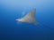 School of spotted eagle rays gliding over coral reef on east coast of Bonaire, Dutch Antilles.