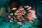 School of Squirrelfish Sargocentron sp. on a tropical coral reef