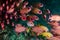 School of Squirrelfish Sargocentron sp. on a tropical coral reef