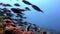 School of striped fish and lucian underwater on seabed in Maldives.