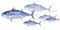 School of Striped tuna, Skipjack tuna