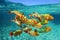 School of tropical fish Rainbow parrotfish