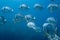 School of tropical silver fish Longfin Batfish Platax teira in the blue water