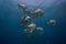 School of tropical silver fish Longfin Batfish Platax teira in the blue water