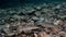 School of trout fish underwater of Lena River in Siberia of Russia.