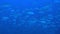 School of tuna fish on blue background of sea underwater in search of food.