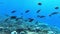 School of tuna fish on blue background of sea underwater in search of food.