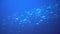 School of tuna fish on blue background of sea underwater in search of food.