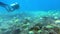 School of tuna fish on blue background of sea underwater in search of food. Slow motion shot.