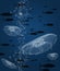 A school of tuna and a group of moon jellyfish are seen