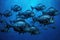 a school of vibrant hatchetfish swimming in unison