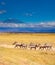 School of warthogs over Kilimanjaro mountain Kenya