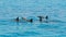 School of wild dolphiins swimming in the Laccadive sea