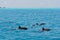 School of wild dolphiins swimming in the Laccadive sea