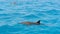 School of wild dolphiins swimming in the Laccadive sea