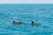 School of wild dolphiins swimming in the Laccadive sea