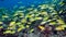 A school of yellow-and-blue perch Lutjanus kasmira fish swim over a coral reef