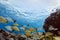 School of yellow striped black tail fish swimming on coral reef off Cozumel