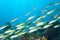 A school of Yellowfin goatfish