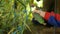 Schoolboy hand picks ripe cucumber from green stem