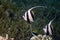 Schooling bannerfish (heniochus diphreutes)