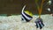 Schooling Bannerfish Heniochus diphreutes in water