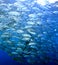 Schooling Bigeye Trevally