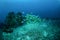 Schooling blue and yellow fusilier in Gili, Lombok, Nusa Tenggara Barat, Indonesia underwater photo