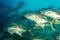 Schooling Crevalle Jacks