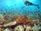 Schooling Damselfish off the Pacific Coast of Costa Rica