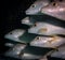 Schooling fish in the underwater world off the Turks and Caicos islands in the Caribbean