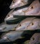 Schooling fish in the underwater world off the Turks and Caicos islands in the Caribbean