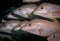 Schooling fish in the underwater world off the Turks and Caicos islands in the Caribbean