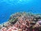 Schooling Scissortail Damselfish Swim a Pacific Reef